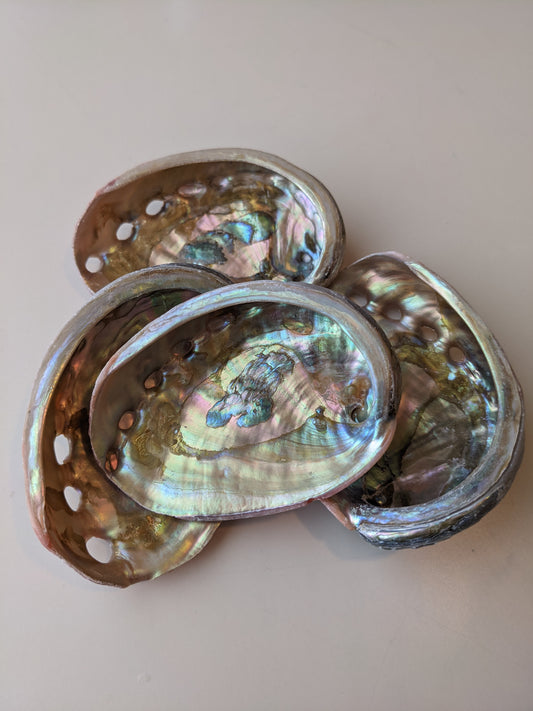 Red Abalone Shell