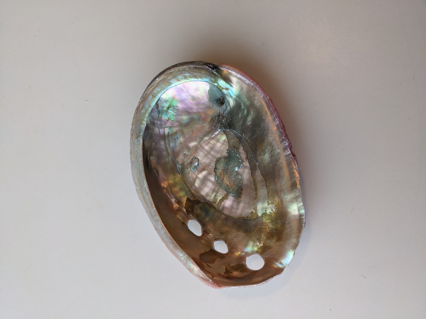 Red Abalone Shell