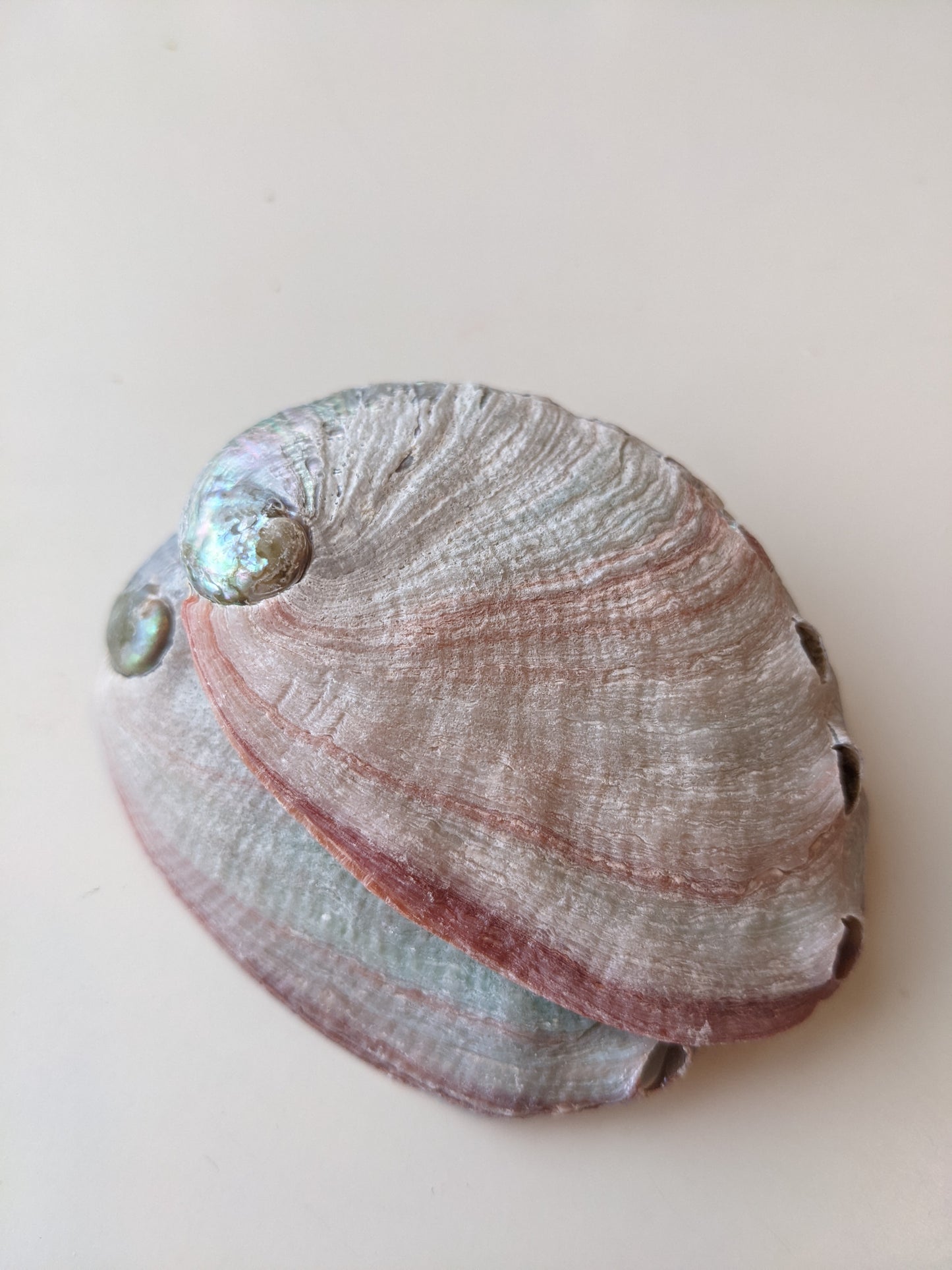 Red Abalone Shell