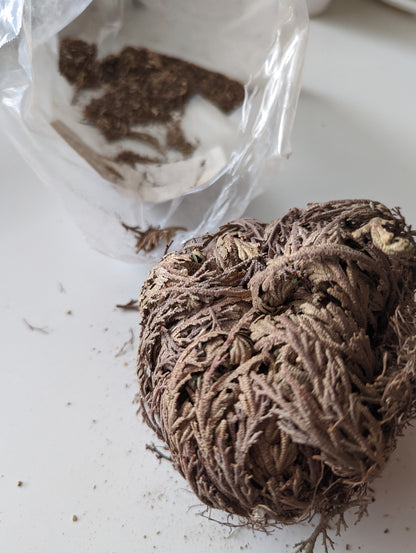 Rose of Jericho Flower - XL